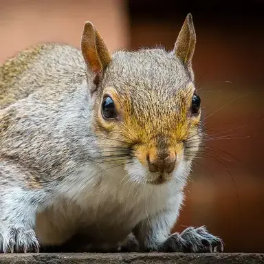 Ratatosk(r)